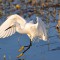 Snowy Egret in motion