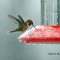 Snowy Hummingbird