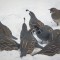 California quail in snow.