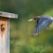 Eastern Bluebird delivers butterfly to nestlings