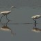 Egrets late for dinner