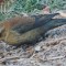 Female non-breeding Rusty Blackbird