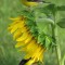 Sunflower and Goldfinches