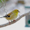 American Goldfinch on a snowy day