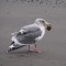 Cockle-eating Glaucous-winged Gull