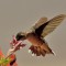Ruby Throat Hummingbird Feeding at a Petunia
