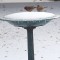 Male & Female House Finches checking out the frozen water