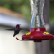 The onsite manager of our hummingbird feeder