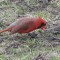 Illinois Cardinal Red