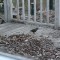 One-legged European Starling