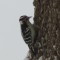 Eye disease in female downy woodpecker