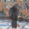Amazing Birds – Survive -40 below