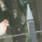 male house finch with tumor