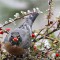 American robin gorging on cotoneaster berries