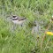 even a puddle is big for a young Killdeer