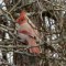 Unusal colored cardinal