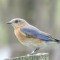 Banded female Bluebird
