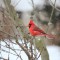 Northern Cardinal in Winter Snow
