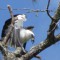 Swallow-Tailed Kite eating a Bullfrog