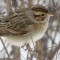 Clay-colored Sparrow in snowstorm