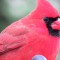 Close-up of Male cardinal
