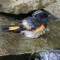 American Redstart male enjoys running water from the hose