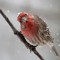 House Finch in the Snow