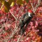 Pileated Woodpecker’s Thanksgiving