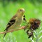 Goldfinch on coreopsis