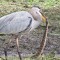 Great Blue Heron with large water snake