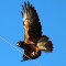 Swainson’s Hawk,   in flight