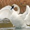 Trumperter Swan