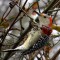 Red-bellied Woodpecker enjoying Berries