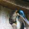 Tree Swallow feeding young