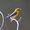 Prothonotary Warbler