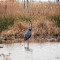 Great Blue Heron Preening