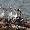 Pelicans taking in the Winter sun