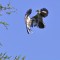 Frolicking Mockingbirds Sky Dance