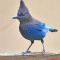 Angry Steller Jay