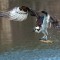 Osprey catches rainbow trout