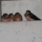 Baby barn swallows at rest area picnic shelter