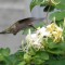 Hummingbird feeding on a honeysuckle flower