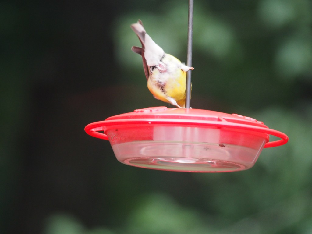 finch drinking from hummingbird feeder