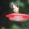 Goldfinch at hummingbird feeder