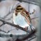 Rustic Bunting far from home