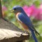 BLUE BIRD SINGS