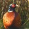 The red hues of the ring necked pheasant