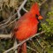 Southwest Northern Cardinal