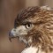 Redtail Hawk juvenile