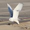 Snowy Owl in Chicago